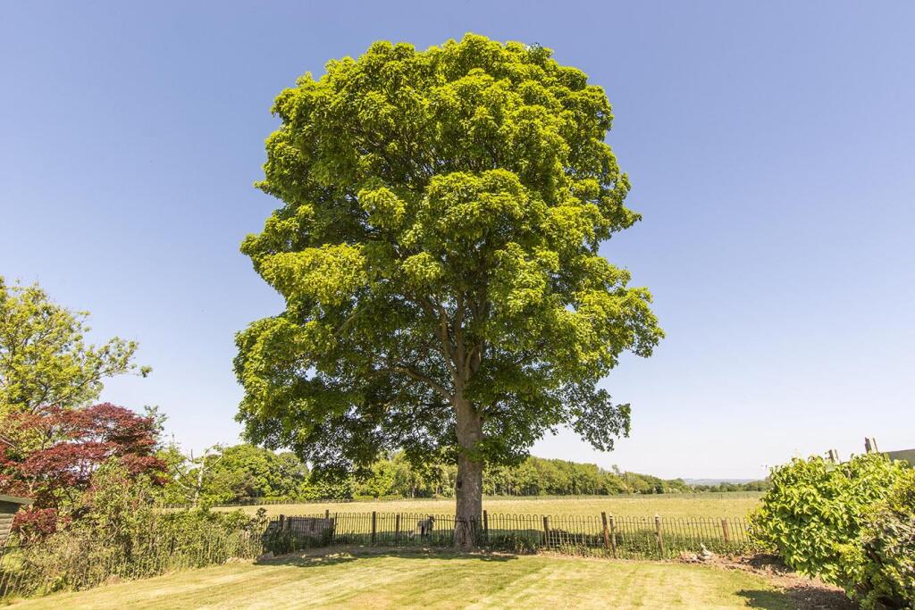 (Outside Rear Photo Three)