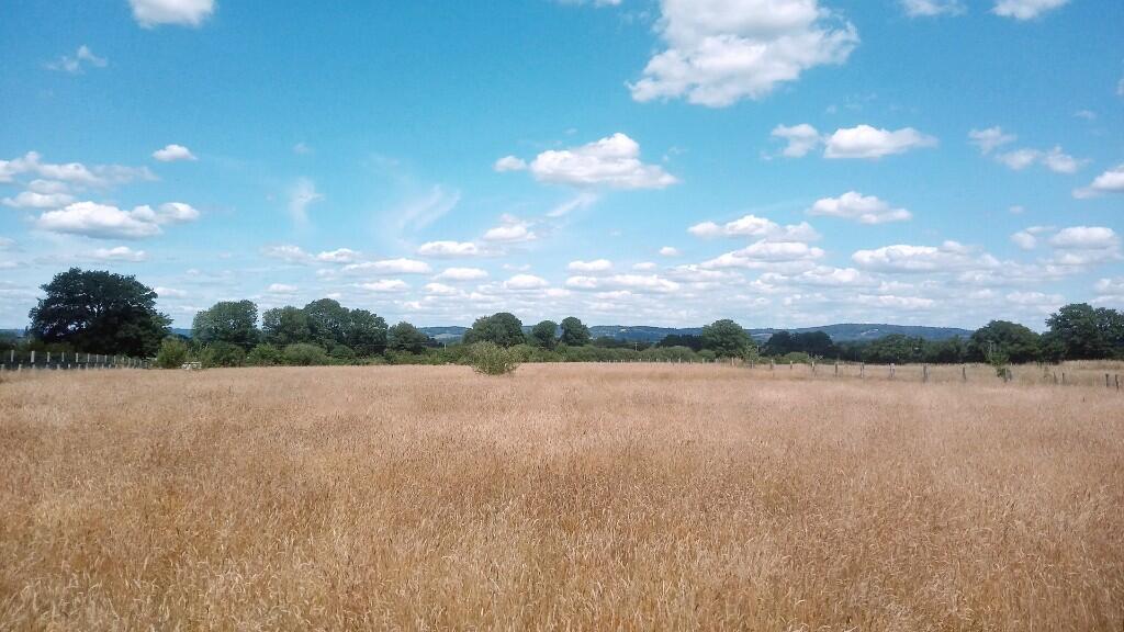 Flat pasture land.