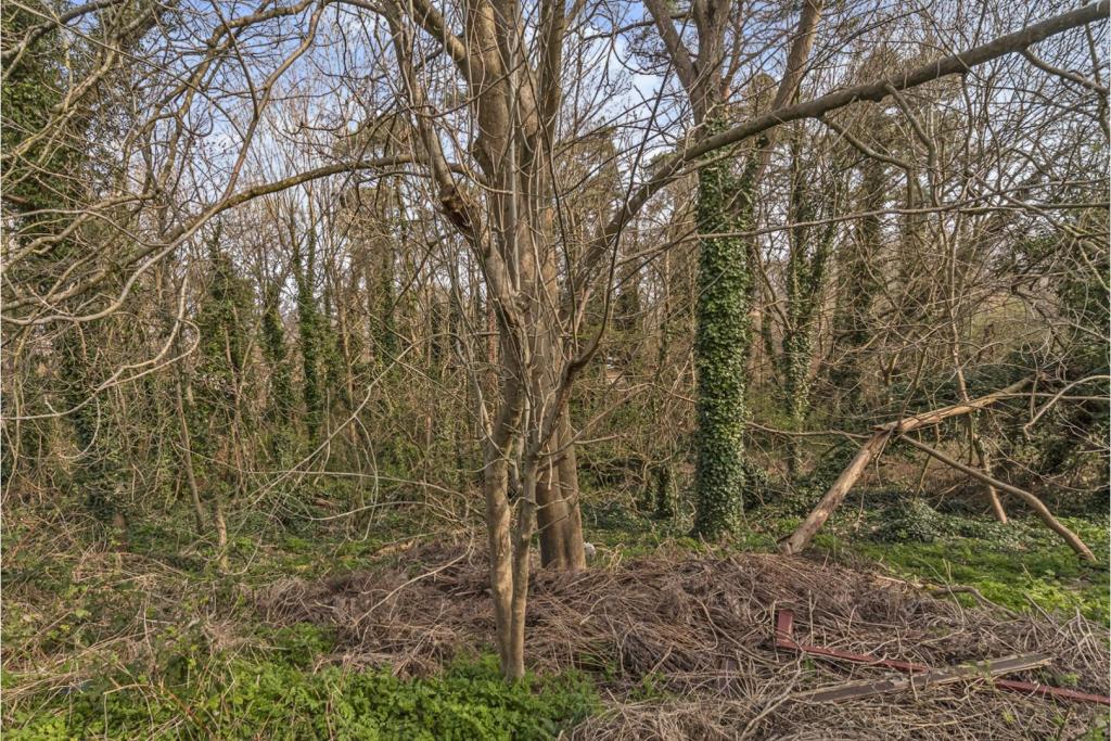 Woodland