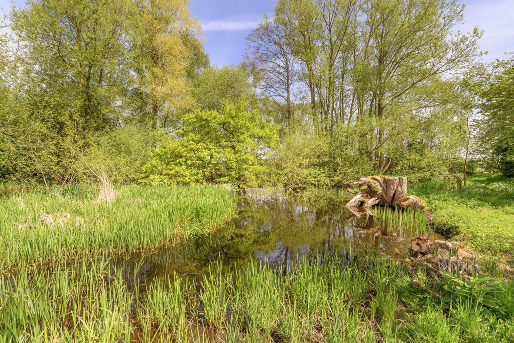 Pond 1