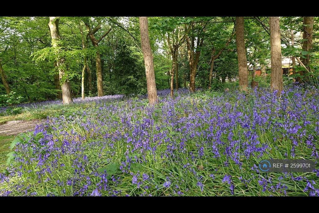 Bluebells