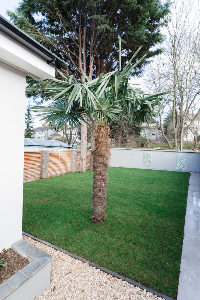 Palm Tree