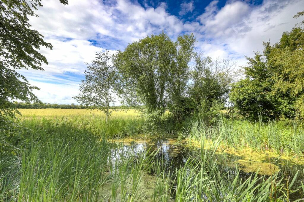 Pond