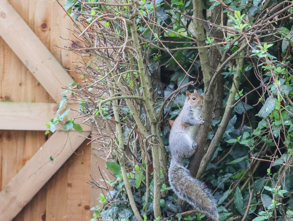 squirel cM9 8TW-4...