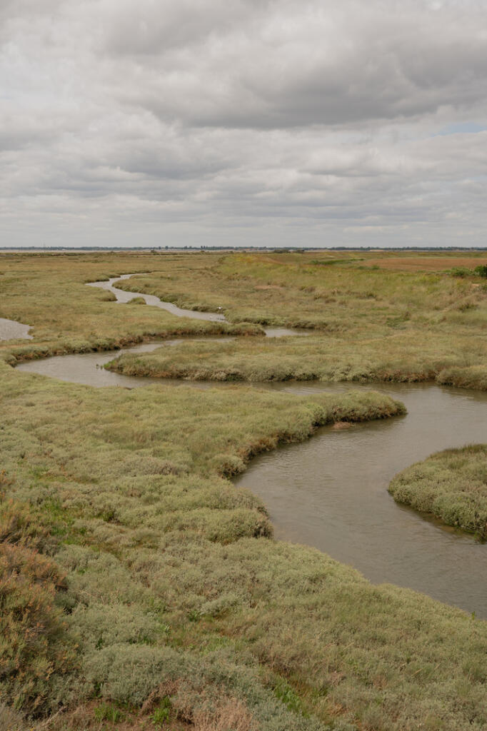 295234 - Redshanks, Lea on Sands-23.jpg