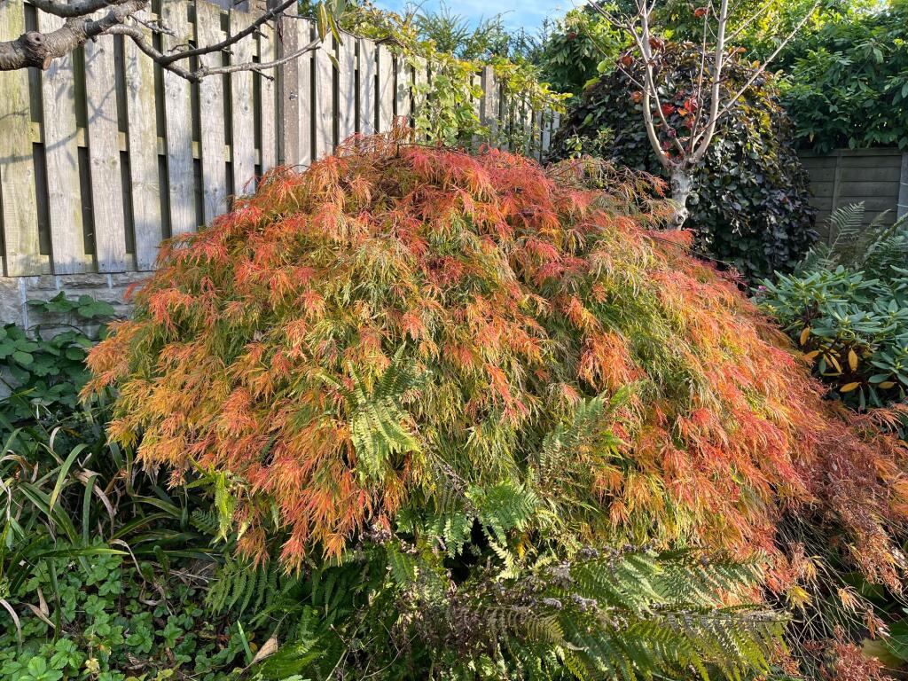 Mature plants in the front &amp; rear garden