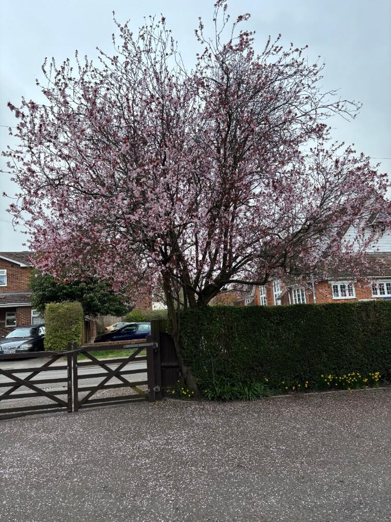 King Edwards Road, Ascot, Berkshire, SL5