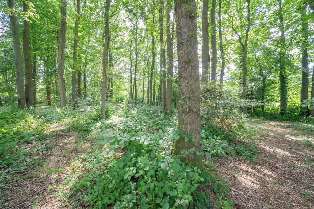 Copse Area