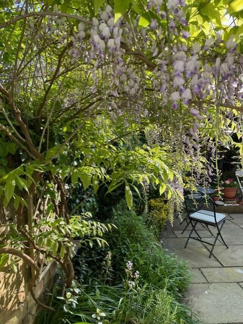 Wisteria
