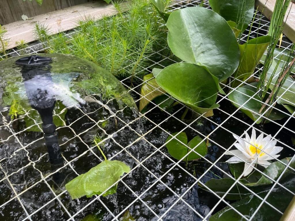 Pond.jpg