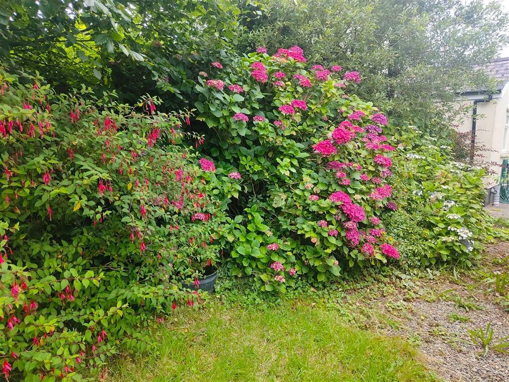 Garden - Another View