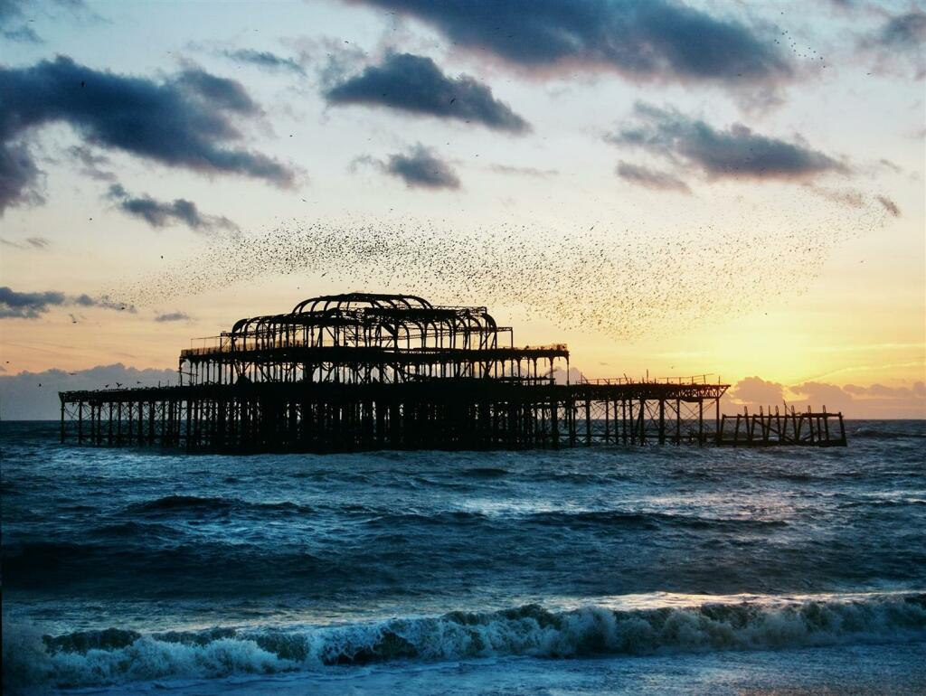 West Pier Birds .jpg