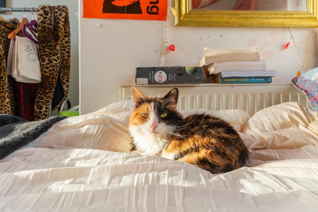 1C1R3WH - Bedroom D.jpg