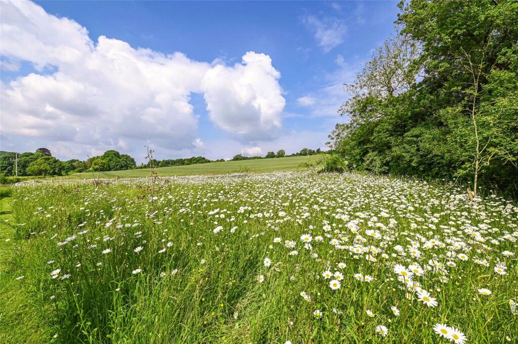 Wild Flower Meadow