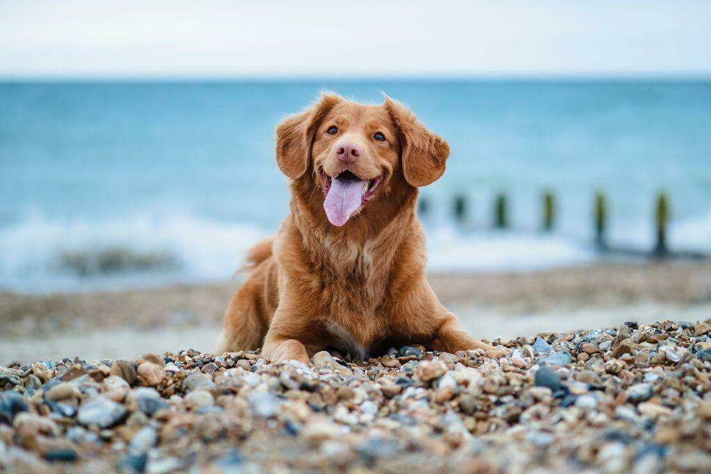 Great For Dogs