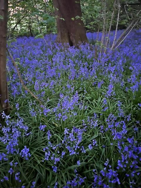 Bluebell Woods