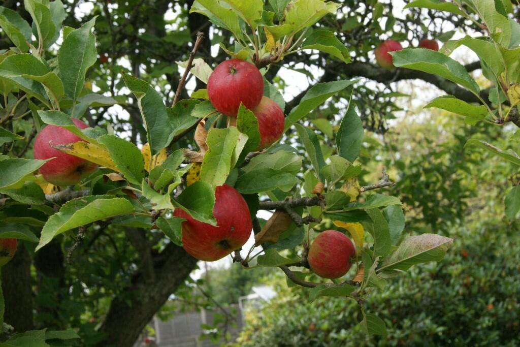 Russet Apples 