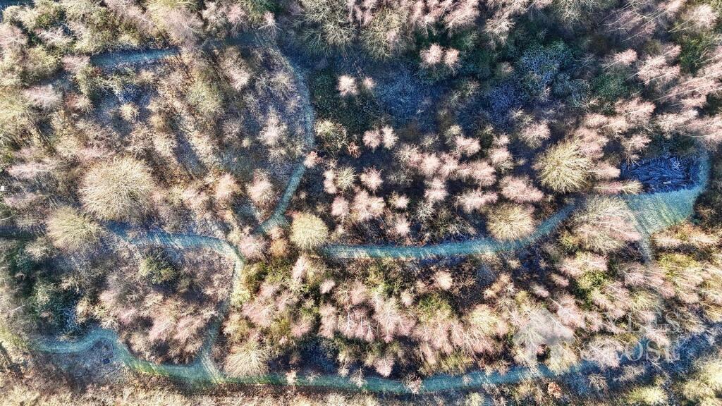 Woodland with tracks