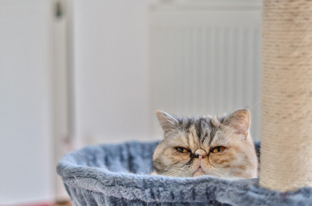 1294681-21-682627...