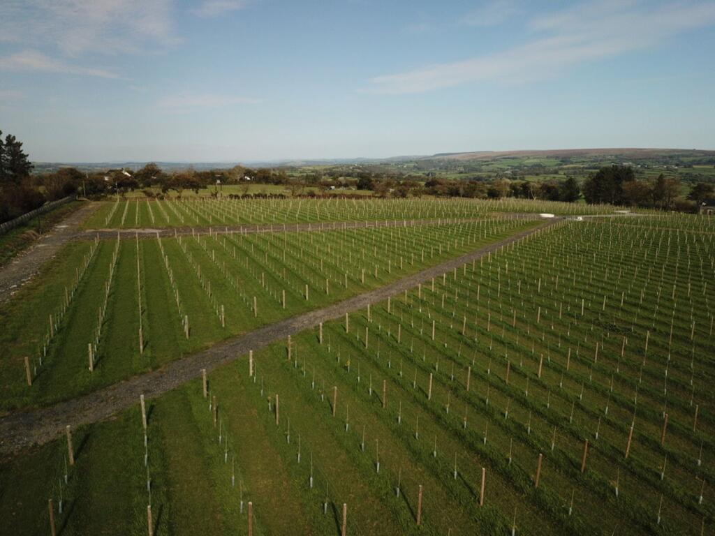 Vineyard in summer