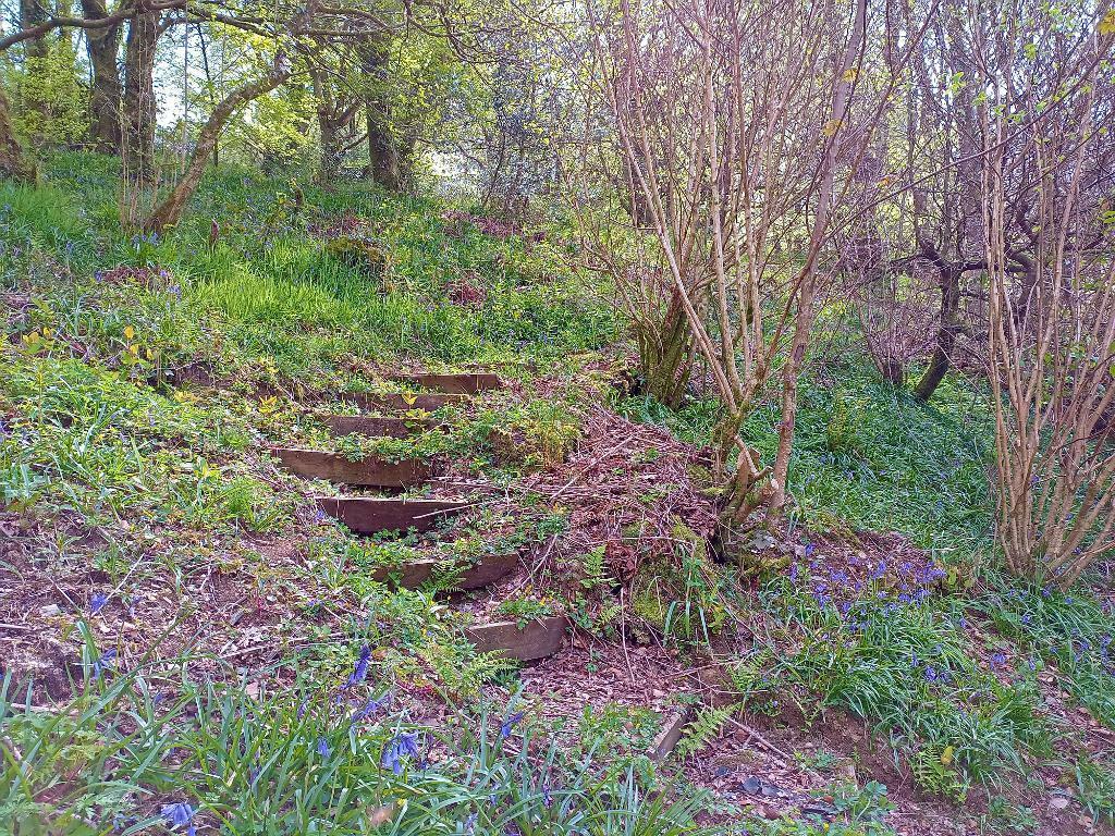 Steps Into Woodland