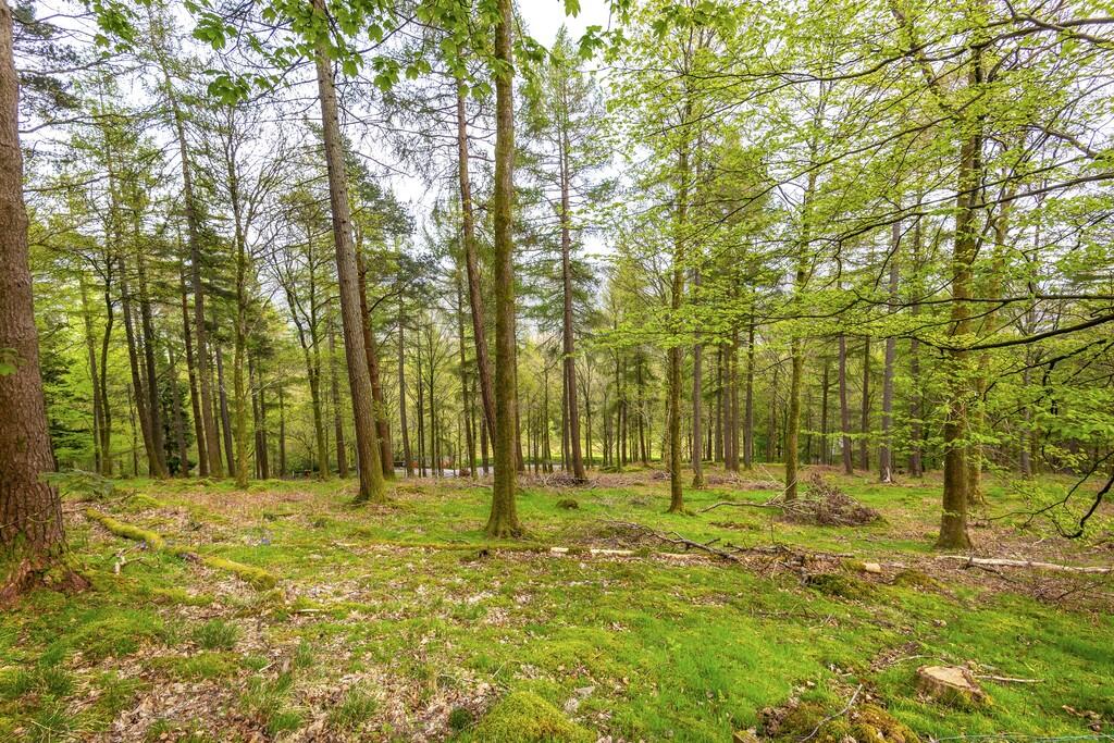 Woodland