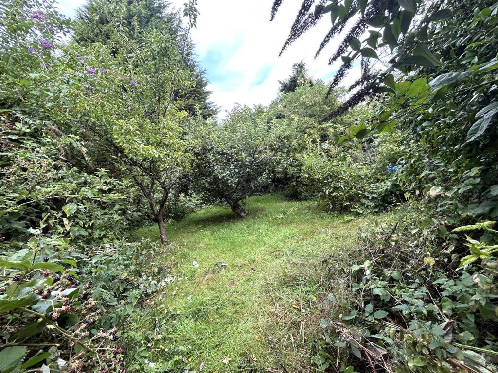 orchard.JPG
