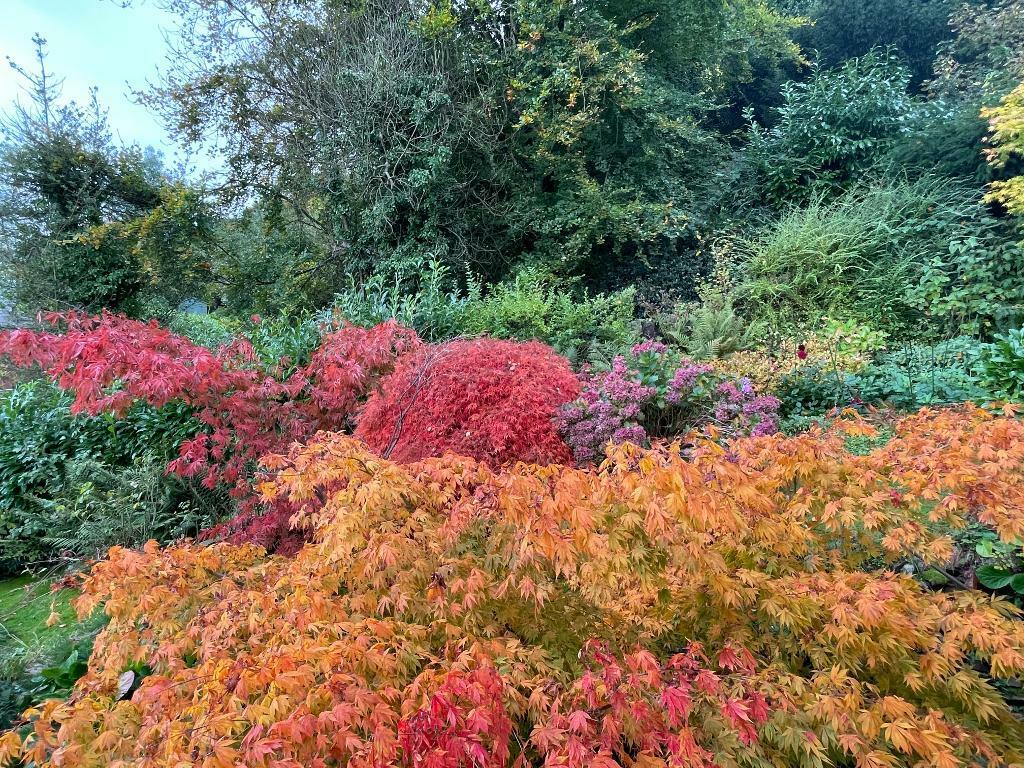 Stunning colourful acer trees