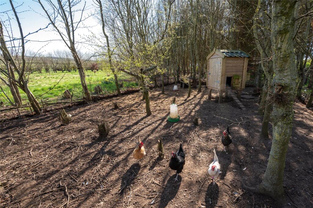 Chicken Coop