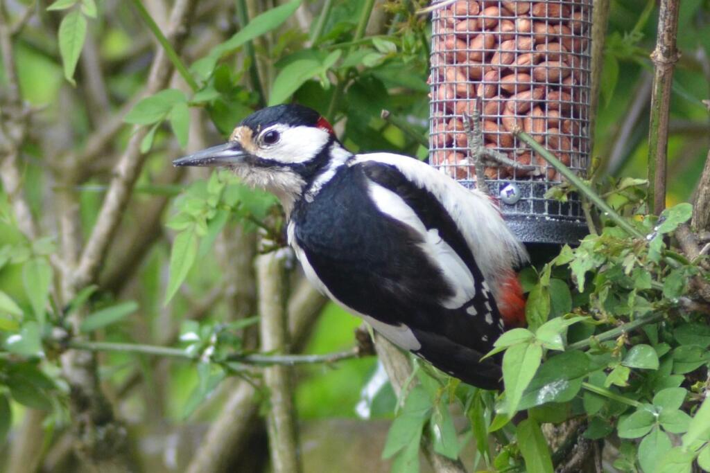 Garden Wildlife
