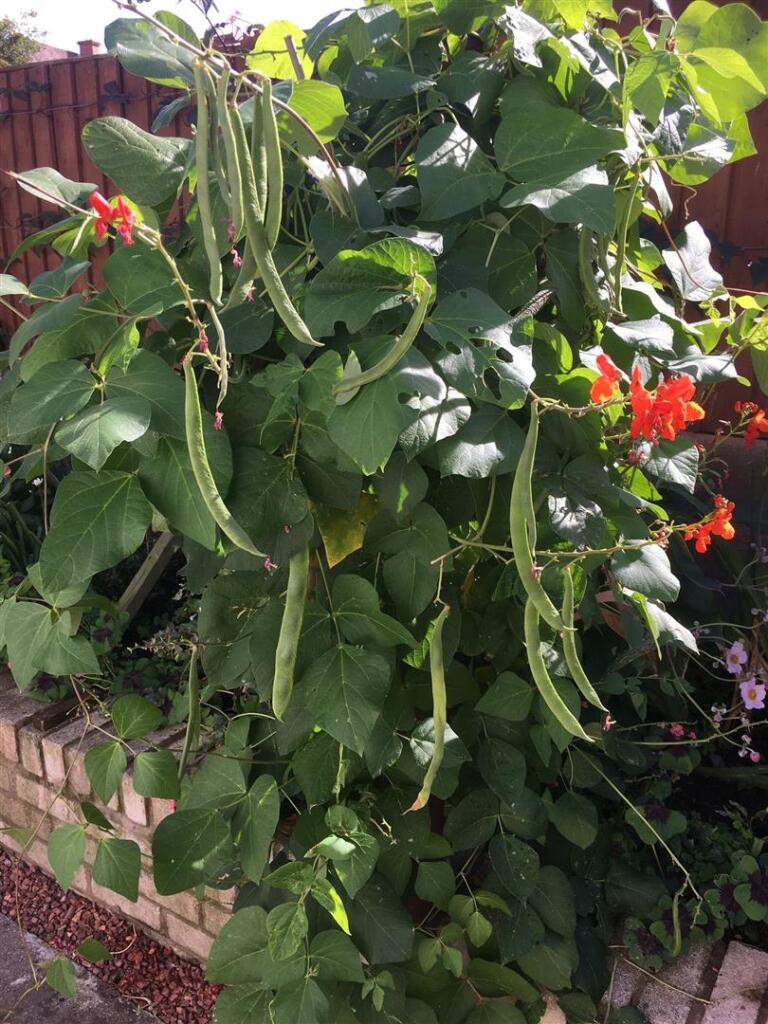 5 South Place gdn.jpg