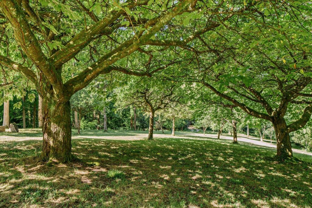 Orchard