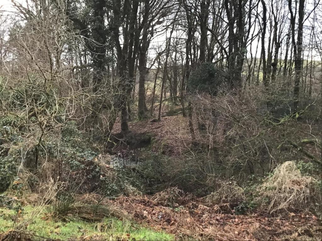WOODLAND EDGE