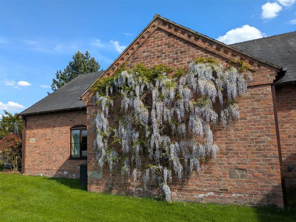 Wisteria