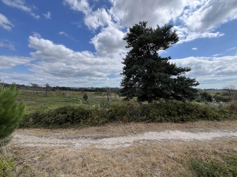Canford Heath