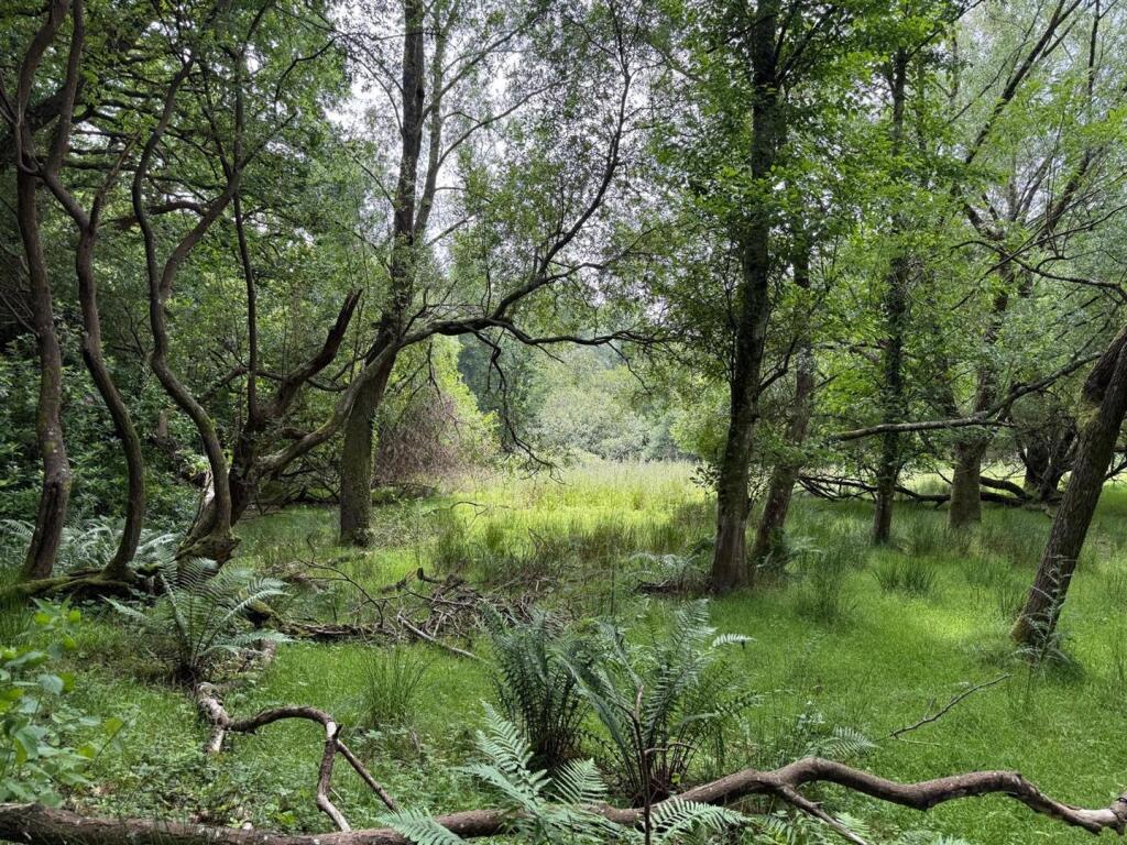 more woods.jpeg