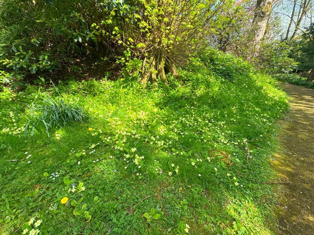 Wild flowers