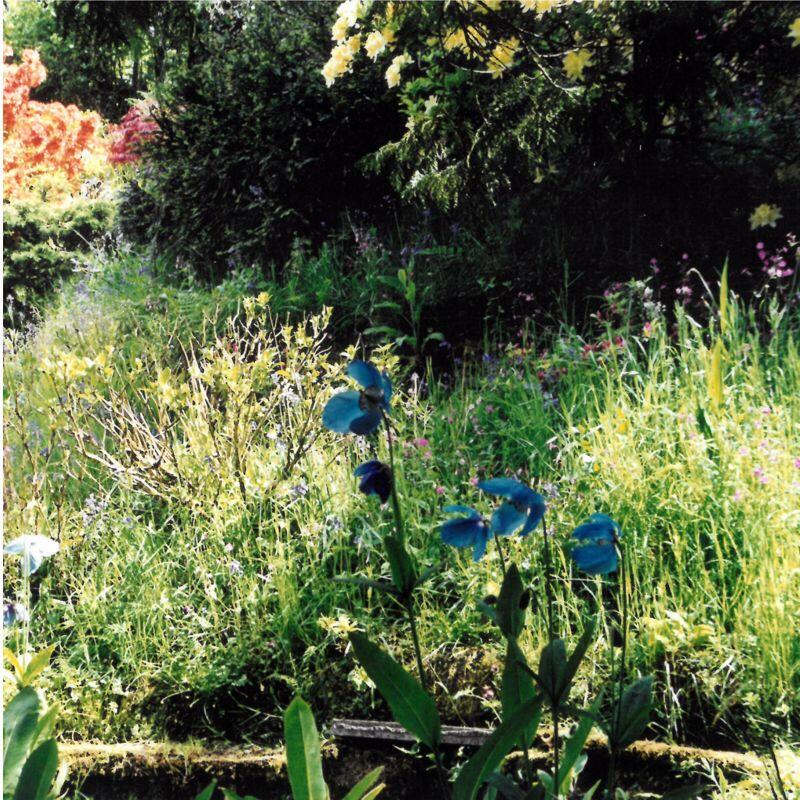 VENDOR'S SPRING GARDEN IMAGES