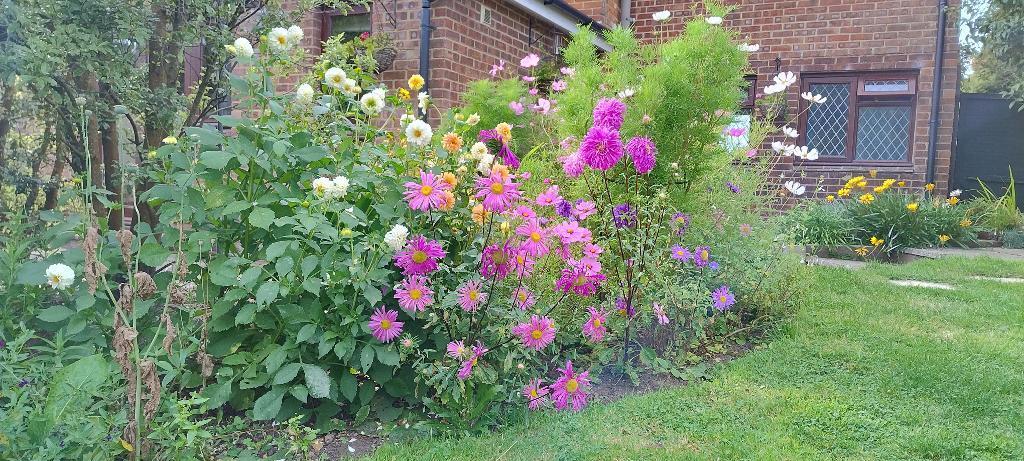 Flower Garden