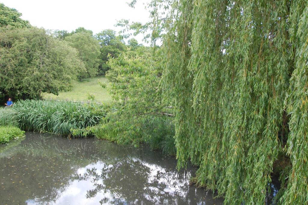Village Pond