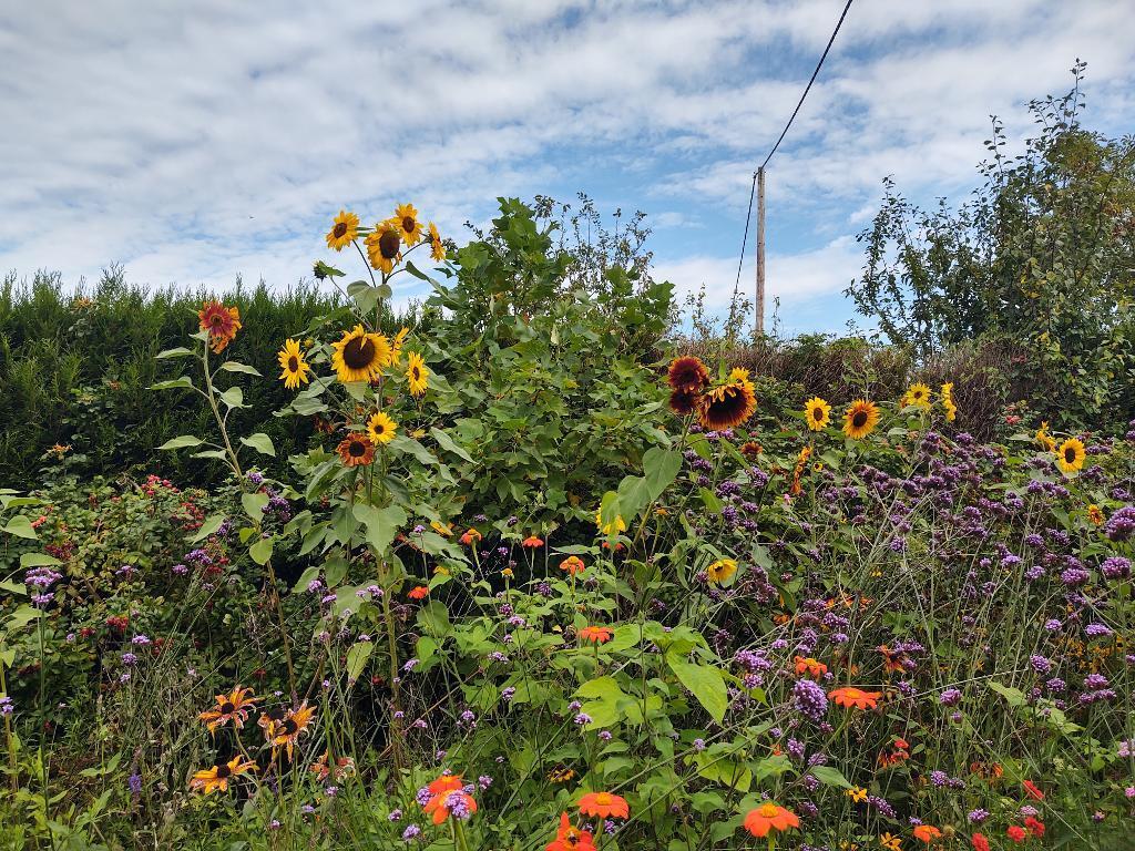Flower Garden