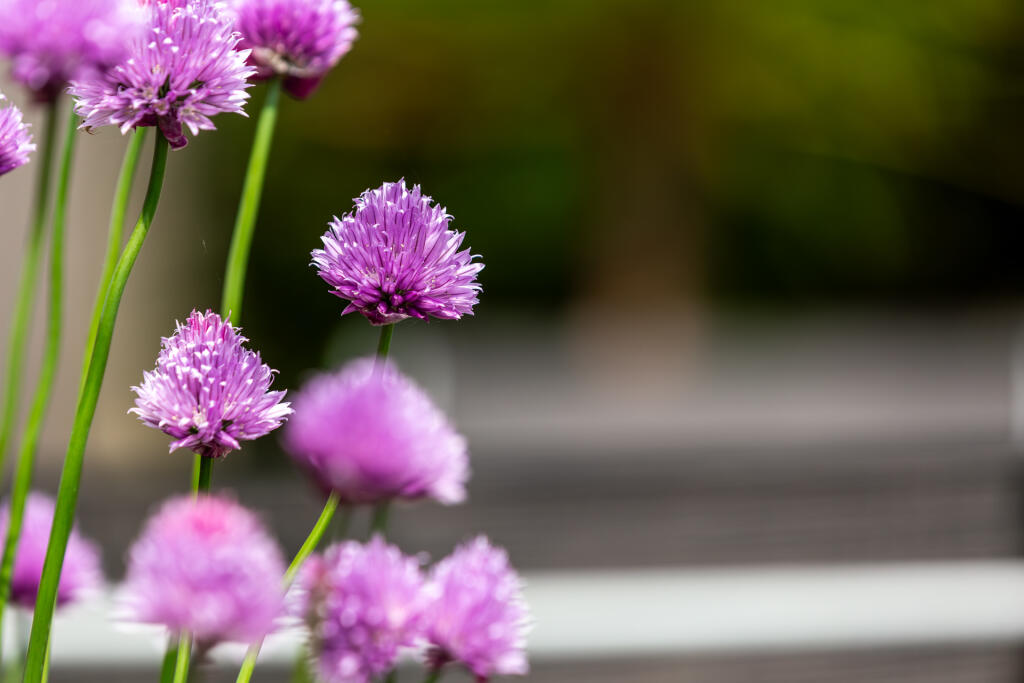 5F8A1105-Enhanced-NR