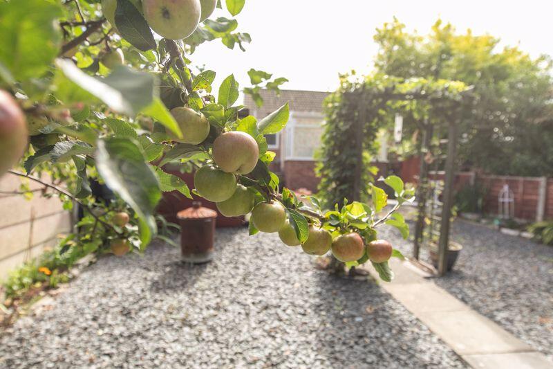 Mature private garden