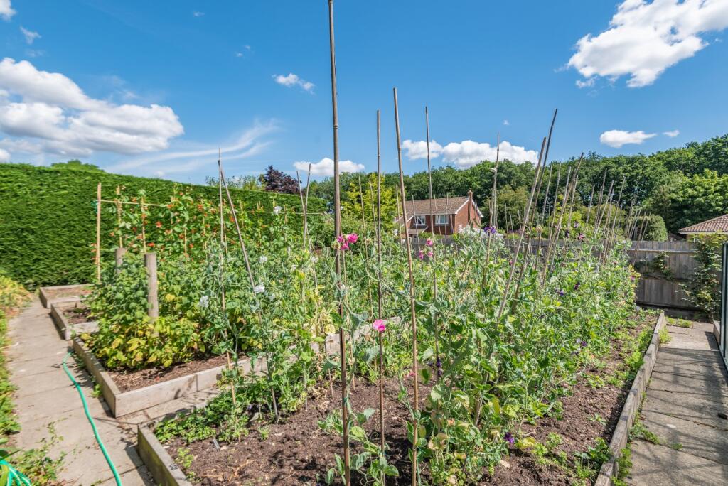 Vegetable Patch