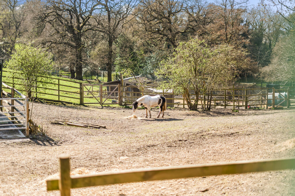 Animal Park