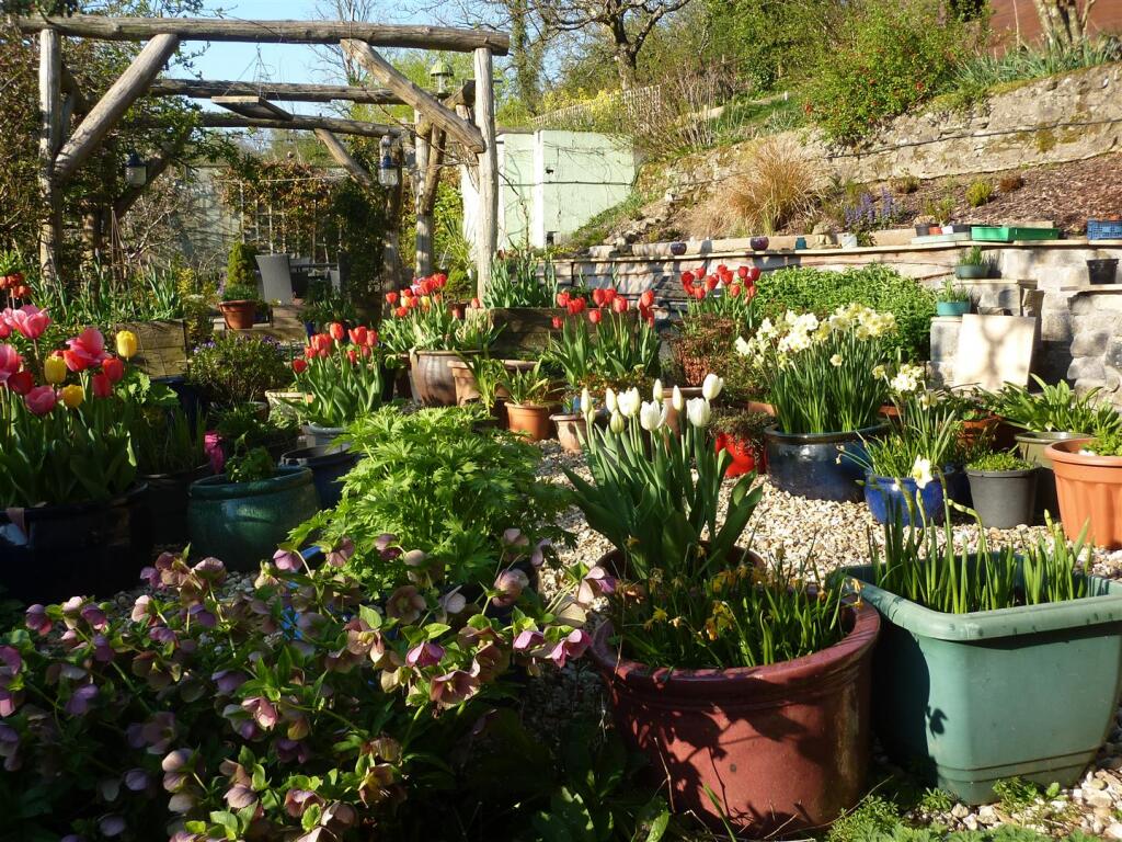Tulips.JPG