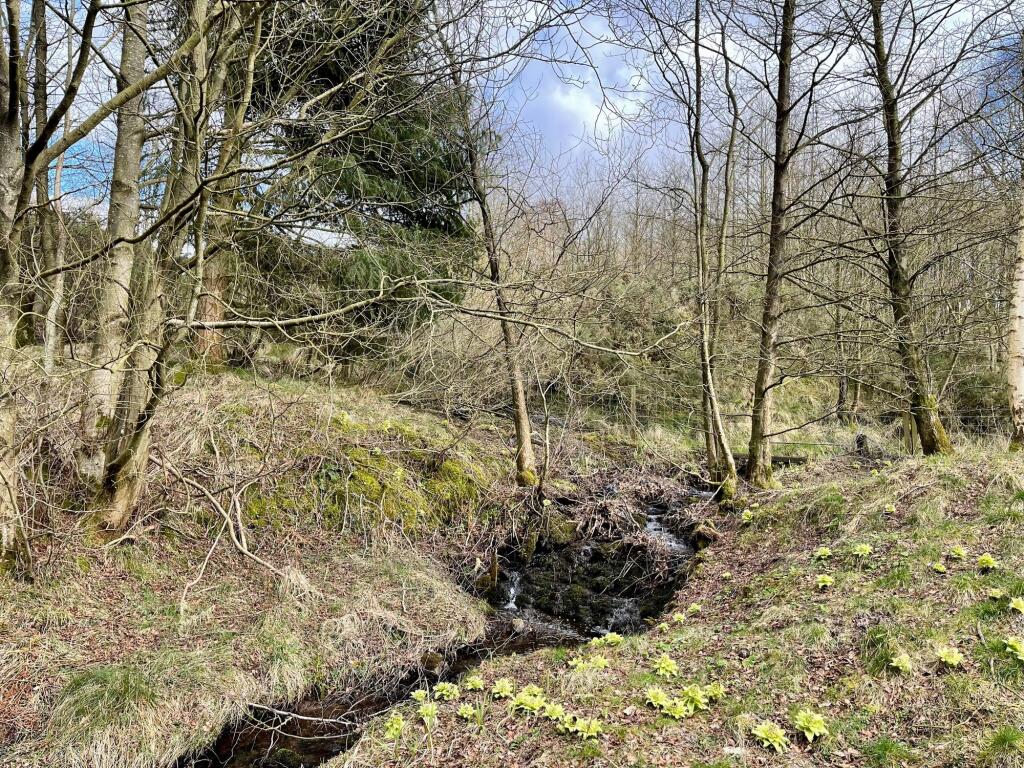 Woodlands