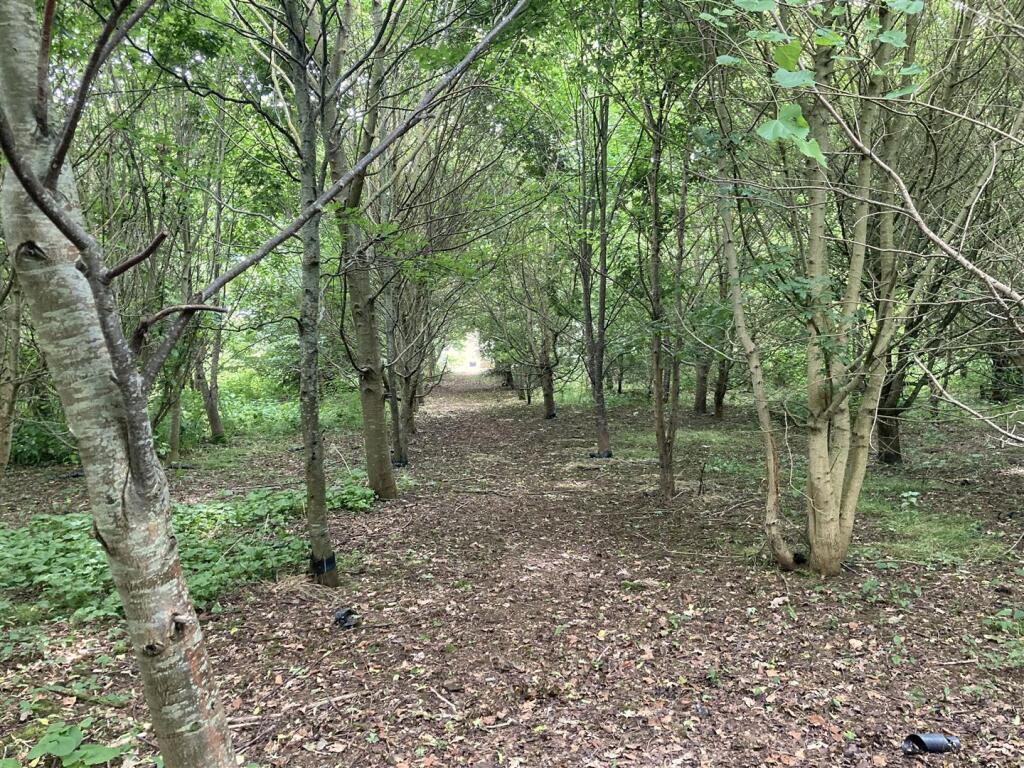 Your very own woodland