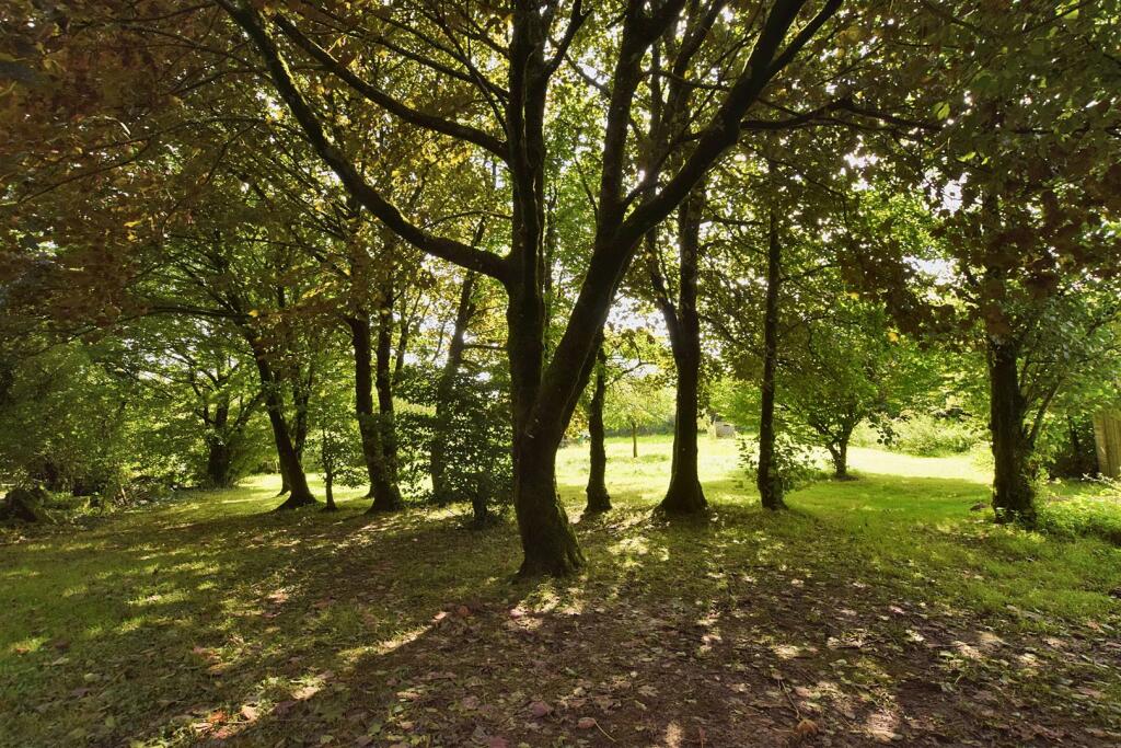 Wooded Area