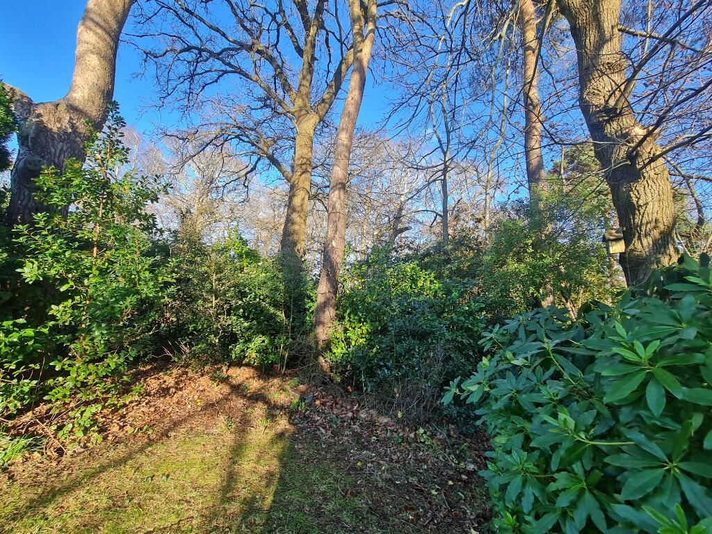 Copse